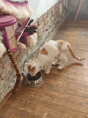  at Pelíšek in Brno