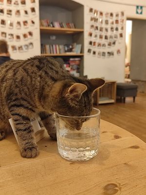  at Pelíšek in Brno