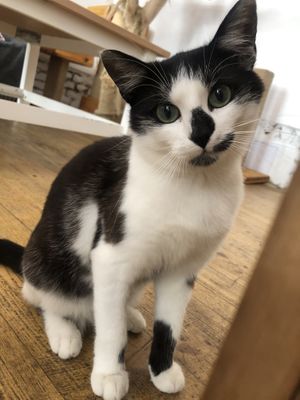 curious beauty at Pelíšek in Brno