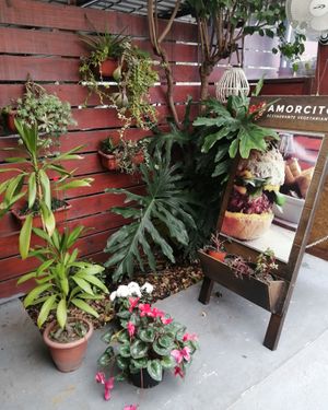 😍 at Amorcito in Maldonado