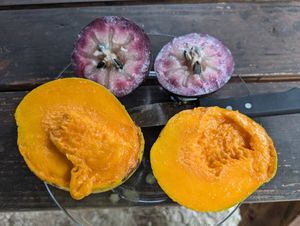Star Apple. (and mango). at Champion in Moorea