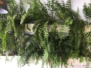 Wall at Ilili in Tenerife