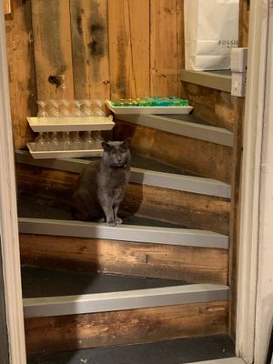Olly the pub cat  at The Monument in Canterbury