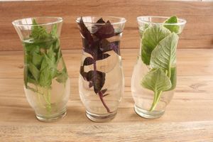 Aromatic Infusions (basil, purple basil and oregano shown) at Vida Lotus in Limon Campana Capira