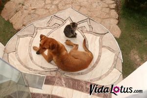 Gandhi and Tigrito ... Adorable, well-mannered and inseparable vegan boys.  Actually Gandhi adopted Tigrito ("little tiger") and he's in love with her mother, Atrevida ("brazen").  at Vida Lotus in Limon Campana Capira