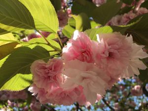 just in front of Gyoen-park at OYAKI Company in Tokyo