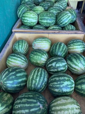 Melon for 300per KG at Fruteria El Pueblo in Jaco