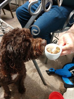 Even dogs don't get left out ♥️ at The Fuchsia Caffe in Tenby