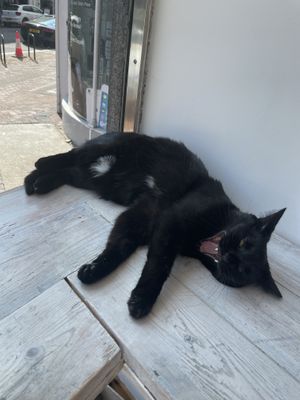 Furry company   at Pause Cat Cafe in Bournemouth