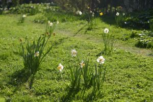 lovely garden at World Peace Cafe  in Brighton