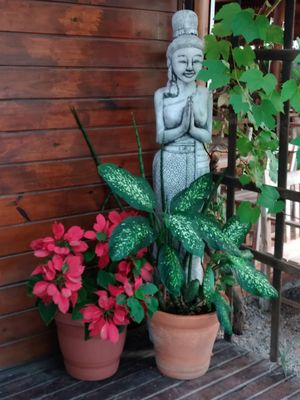 Ambiente bonito at Espaço Nutrir - Corpo Mente Espirito in Florianopolis