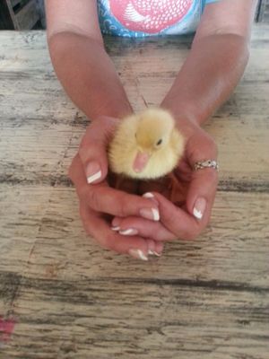 They have baby ducks and chicks for sale at the Lake Worth Green Market.   at Lake Worth Green Market in Lake Worth