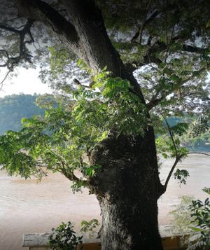  at Big Tree Cafe in Luang Prabang