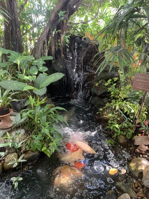 Garden waterfall with live fish   at Blue Diamond in Chiang Mai