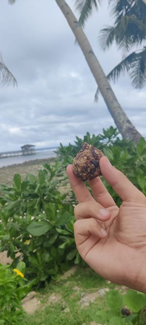  at SHAKA - Siargao in Siargao