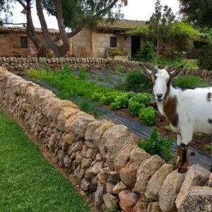 sant blai at Agroturismo Santblai in Campos