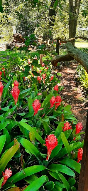 Avatar flowers...our bromeliade garden, blows me away its so vibrant and beautiful at Peace of Eden in Knysna
