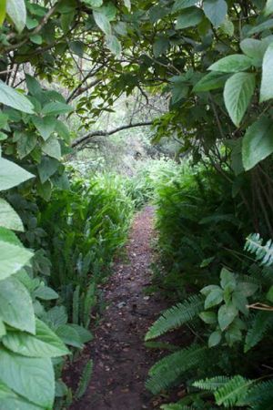 forest pathways at Peace of Eden in Knysna