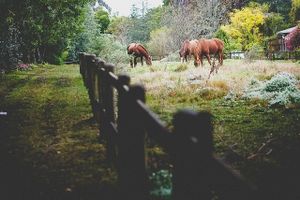 beautiful horses at Peace of Eden.  at Peace of Eden in Knysna