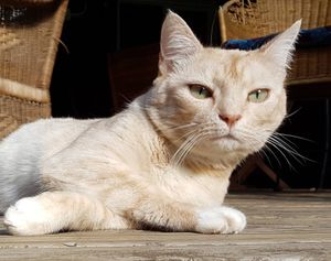 Peace of Eden at Peace of Eden in Knysna