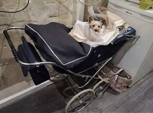 Chien de proprio, gâté!  at Tahina in Tours