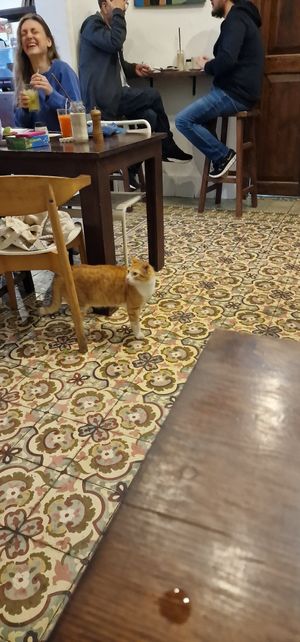 CAT at El Cafe in Havana