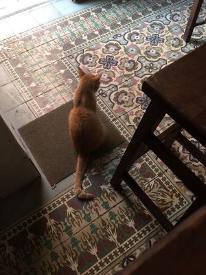 Visiting cafe cat at El Cafe in Havana