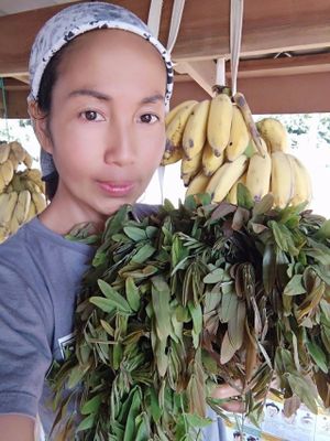 Organic veggies from the mountain. at Lek & Greg Vegan Camp in Lamphun