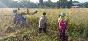Rice harvest. at Lek & Greg Vegan Camp in Lamphun
