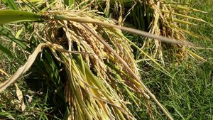 Fresh sticky rice. at Lek & Greg Vegan Camp in Lamphun