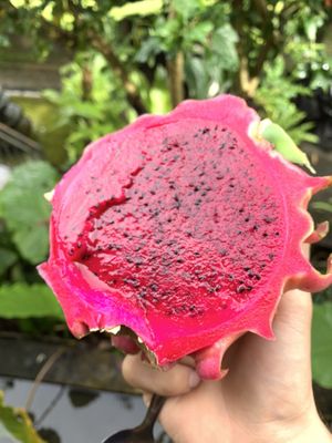   at 9 Angels Warung in Ubud