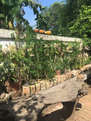 The garden  at 9 Angels Warung in Ubud