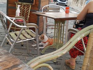 Pet friendly at Petite Sophie in Mahon