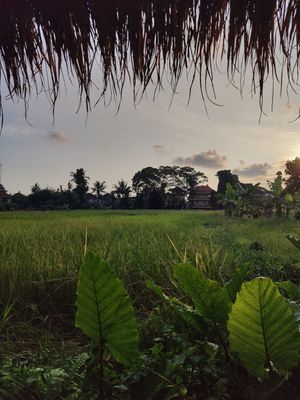 View at Atman Nourish Kafe in Ubud