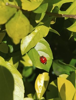 Sunny day lady bug at Natureza in Porto Alegre