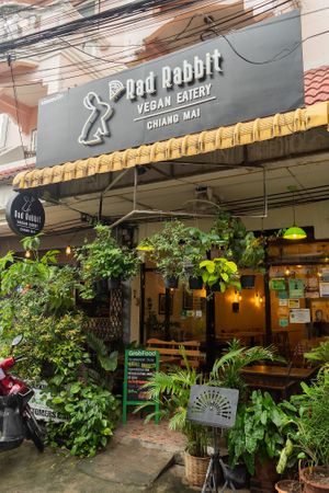  at Rad Rabbit in Chiang Mai