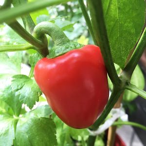 we use organic mineral vegetables at Vegetable Cafe Lyra in Sapporo