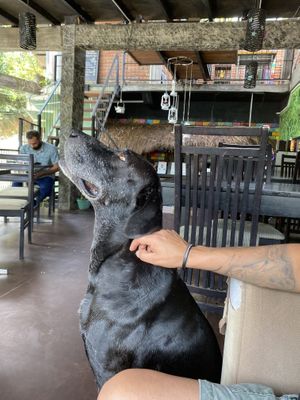 Resident doggo  at Rainbow Cafe in Ella