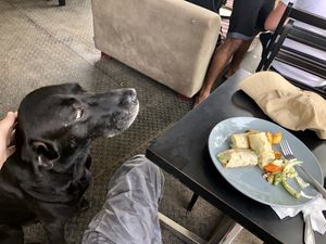 Owner’s friendly doggie wants some! at Rainbow Cafe in Ella