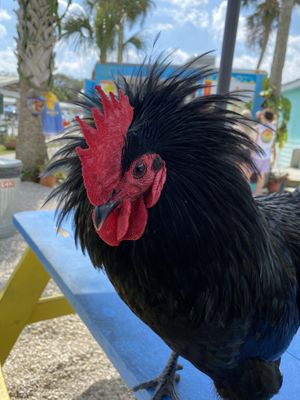 Handsome guy   at GoJuice in New Smyrna Beach
