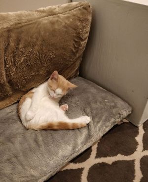  at Feline Cafe in Ottawa