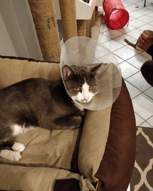  at Feline Cafe in Ottawa