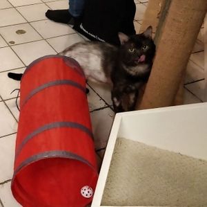  at Feline Cafe in Ottawa