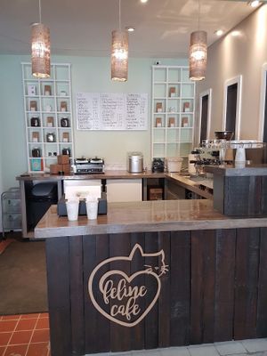 Counter and coffee bar at Feline Cafe in Ottawa