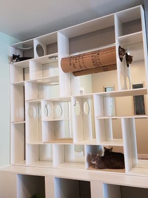 Cat maze at Feline Cafe in Ottawa