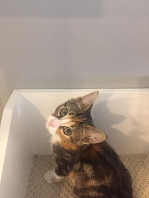 cutest cat ever  at Feline Cafe in Ottawa