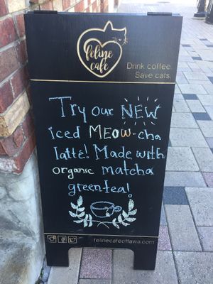 cute every thing  at Feline Cafe in Ottawa