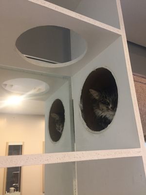 cutie  at Feline Cafe in Ottawa