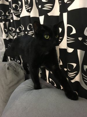 Cat at the cafe at Feline Cafe in Ottawa