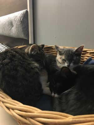 Cats at the cafe at Feline Cafe in Ottawa